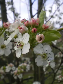 Pyrus calleryana Chanticleer