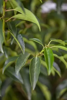 Raising the standards – Prunus lusitanica Myrtifolia standards