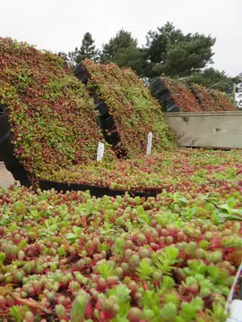 Ready-made living roof cassette