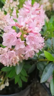 Rhododendron Bloombux Can be grown anywhere you like