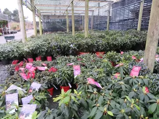 Rhododendron New Stock