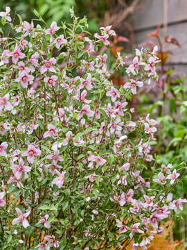 RHS Chelsea Plant of the Year - Philadelphus 'Petite Perfume Pink'