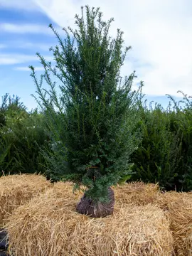 Root ball hedging