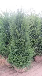 Root ball hedging season is upon us. Terrific Taxus in stock and more due next week