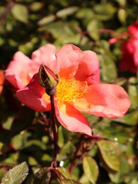 Rosa x odorata Mutabilis