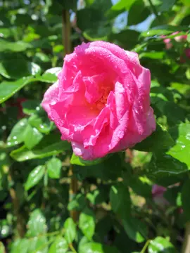 Rose Choices