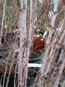 Rubus thibetanus - Tree Tuesday