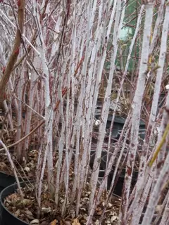 Rubus thibetanus Unusual Stem Colour