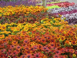 Rudbeckia Summerina Series.  Something to SHOUT about