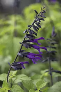 Salvia.  Splendid at this time of year