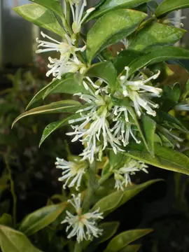 Sarcococca