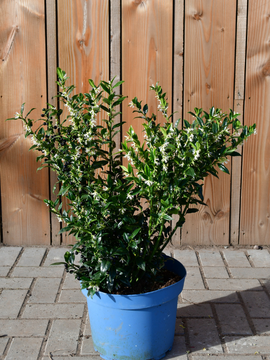 Sarcococca