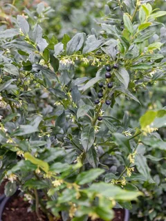 Sarcococca – for winter structure