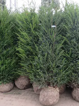 Savings on Taxus Root Ball