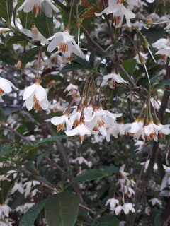 Scentsational Styrax