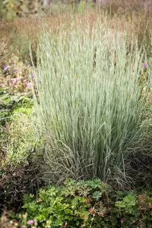 Schizachyrium scop.  Ha Ha Tonka.  New to Provender Nurseries