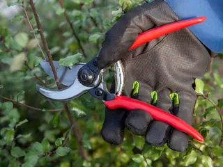 Secateurs for winter pruning