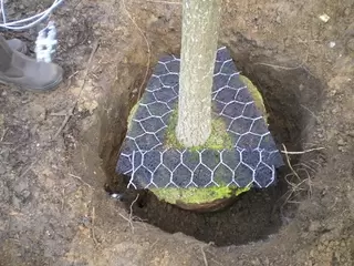 Securing a tree with stakes, ties and Tree Anchors