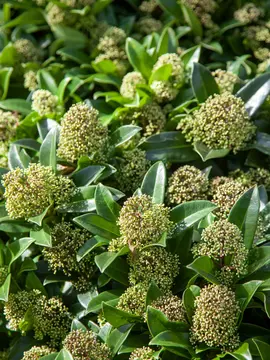 Skimmia