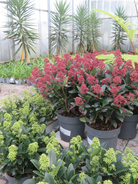 Skimmia for winter interest