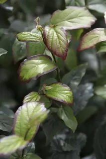 Small Trees for Small Gardens.  Parrotia persica ‘Persian Spire’.