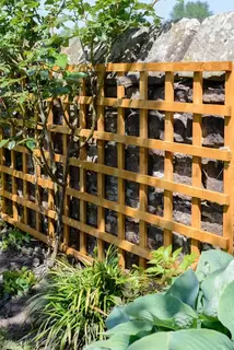 Something to Cling To - Trellis Options