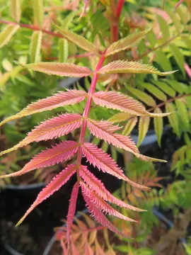 Sorbaria sorbifolia 'Sem'