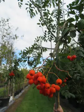 Sorbus aucuparia