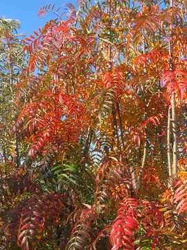 Sorbus ulleungensis 'Olympic Flame'