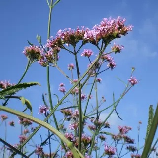 SPECIAL OFFER PERENNIALS