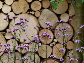 SPECIAL OFFER PERENNIALS