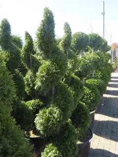 Special Offer Topiary