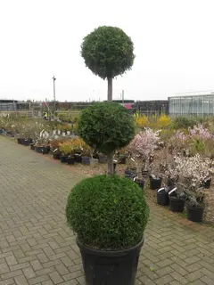 Special Offer Topiary