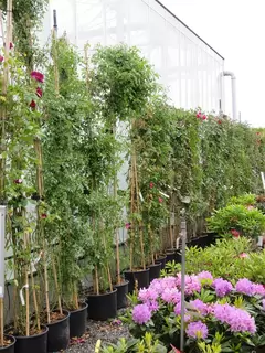 Specimen Climbing Roses