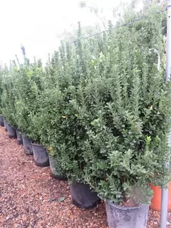 Specimen Evergreen Hedging  - some unusual supsects