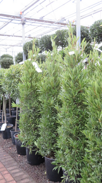 Spotlight On Bay Trees