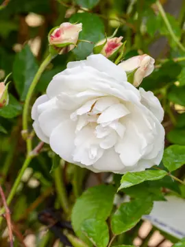 Spotlight On Roses