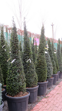 Spotlight On Taxus options.