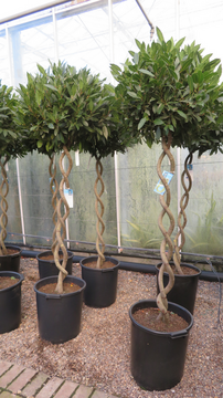 Spotlight On Timeless Classics with a Twist