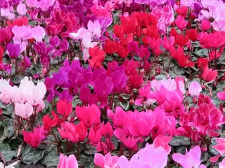 Spring into Spring with Colourful Bedding and Potted Bulbs