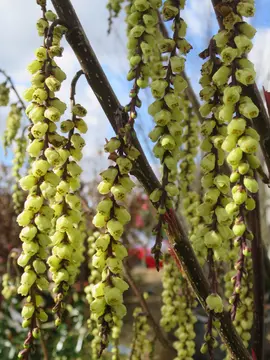 Stachyurus praecox