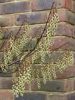 Stachyurus – Simply Stunning