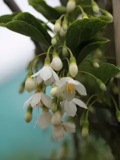 Styrax japonicus 'June Snow'