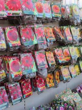 Summer bulbs in stock