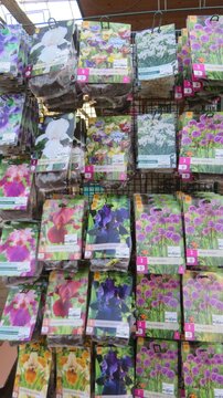 Summer Flowering Bulbs  - now in