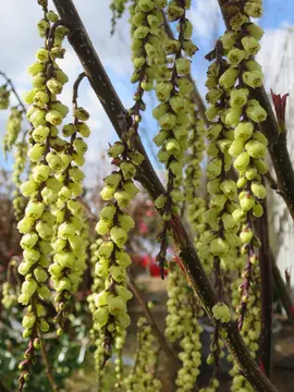 Super Stachyurus.  A true winter wonder plant.