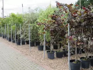 Superb Specimen Shrub Selection