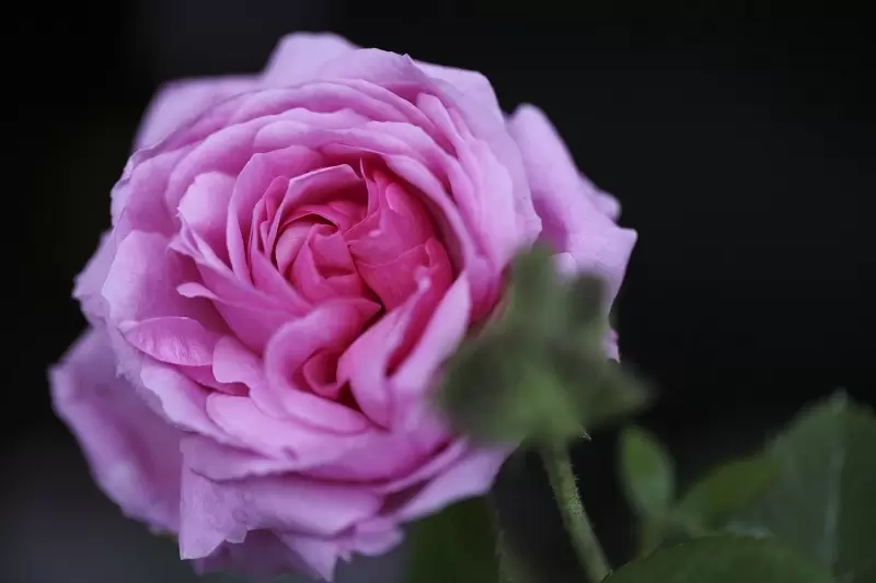 Take time to smell the roses - Provender Nurseries - Wholesale Nursery in  Swanley, Kent