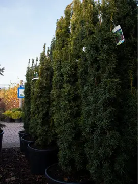 Taxus baccata ‘Fastigiata’