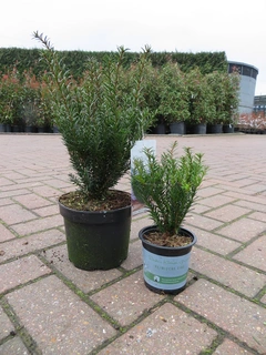 Taxus baccata Renke’s Kleiner Gruner